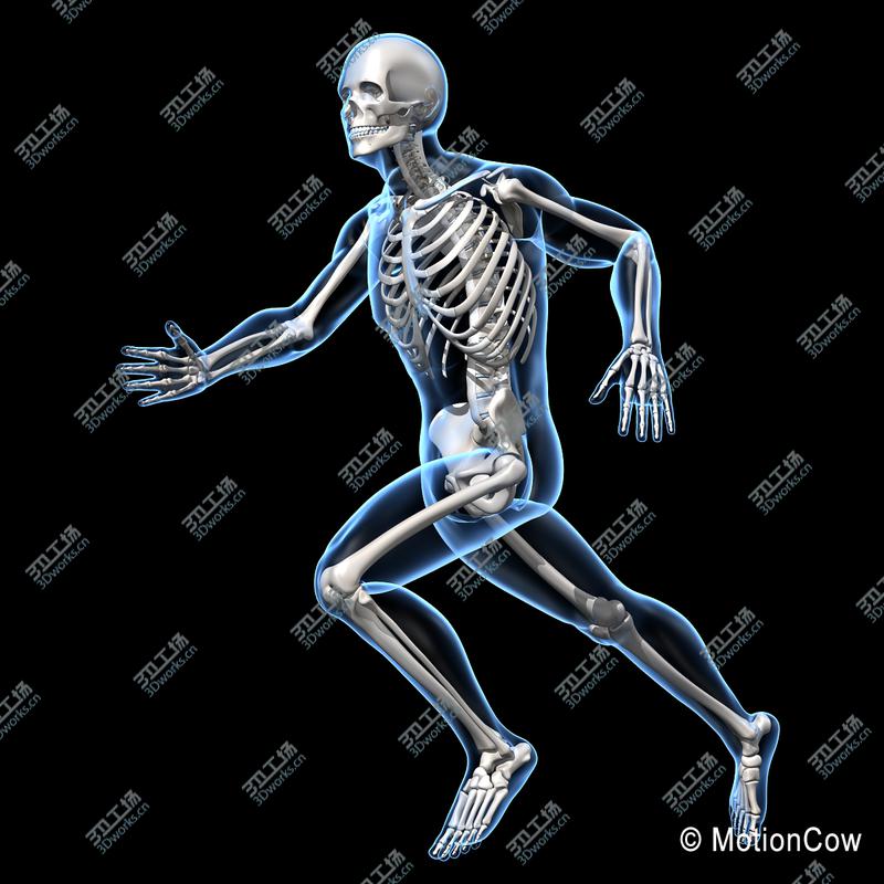 images/goods_img/20210113/Human Skeleton  Rigged/2.jpg